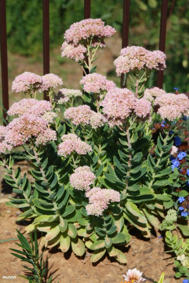 sedum